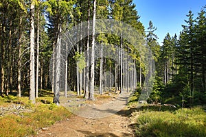 Spring Landscape, Å piÄÃ¡k, ski resort, Bohemian Forest (Å umava), Czech Republic